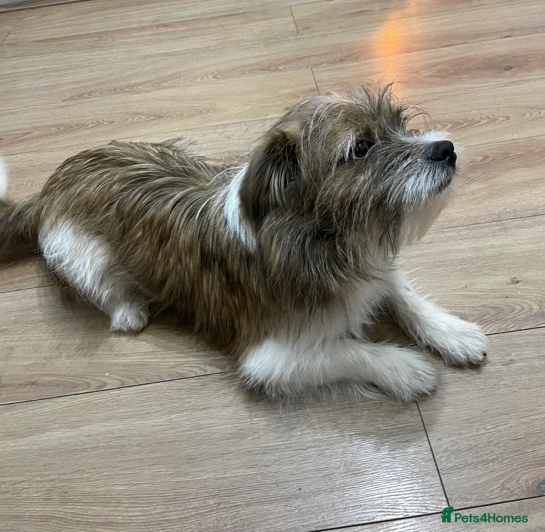 Mixed Breed dogs for sale: Waggy needs his perfect family  - Advert 2