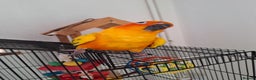 Conures birds for sale: Tame sun conure - Advert 4