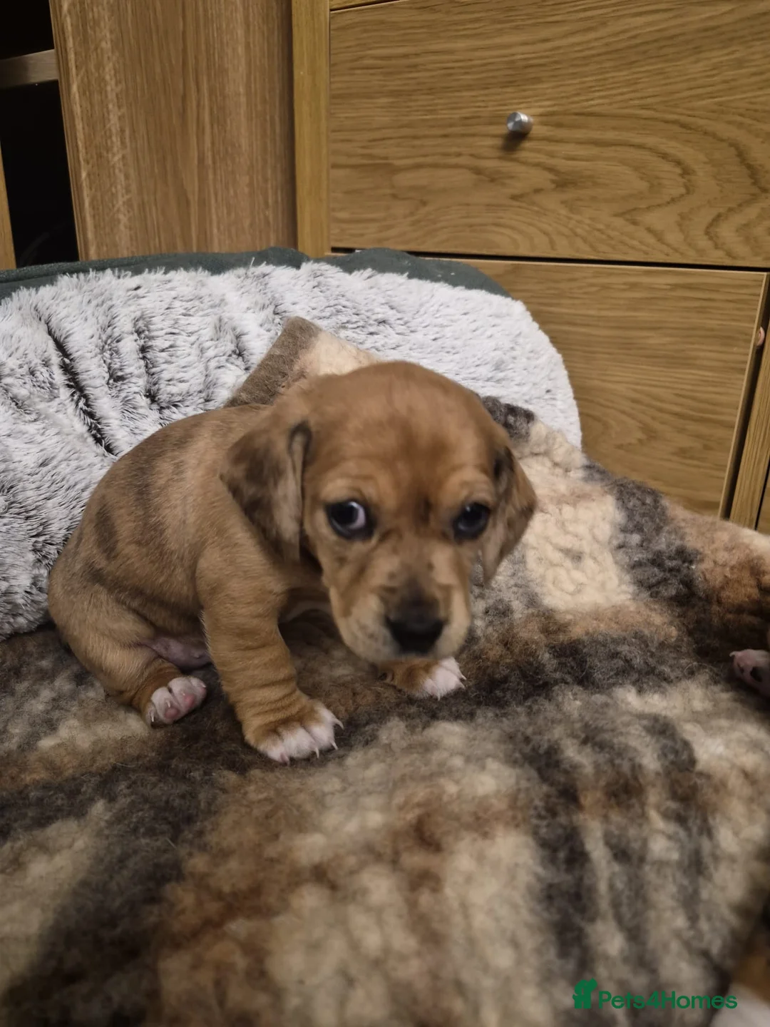Jackshund dogs for sale: A stunning Jack Russell Terrier and Dachshund mix. - Advert 8