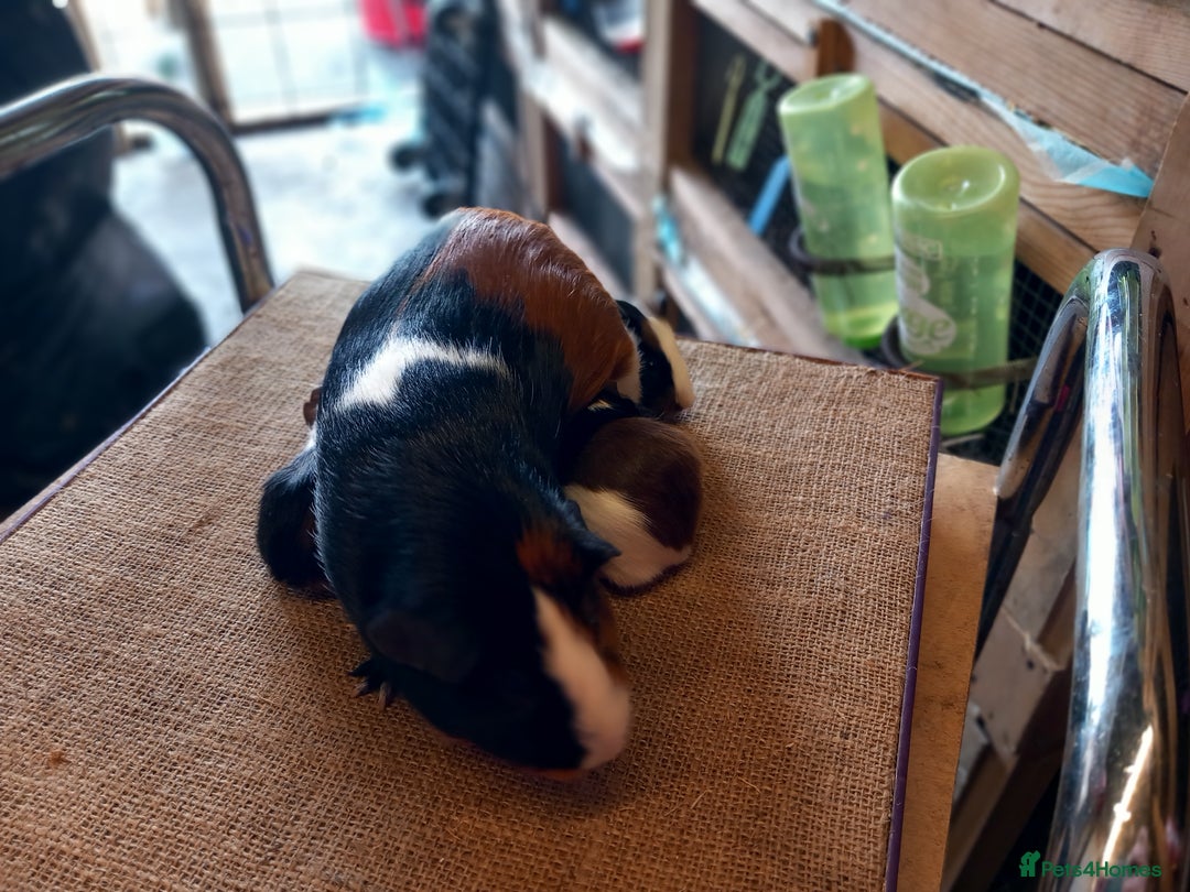 Guinea Pig rodents for sale: Baby guinea pigs for sale  - Image 5