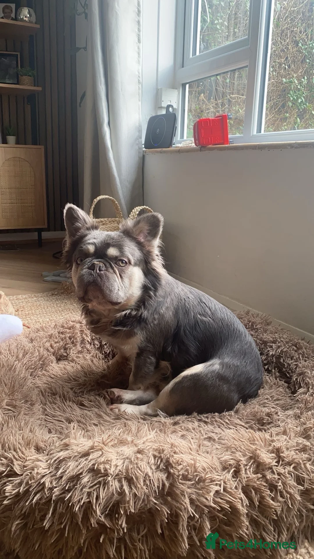 French Bulldog dogs for sale: LONG HAIR FRENCHIE NEEDS A LOVING HOME - Advert 4