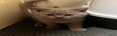 British Shorthair 1