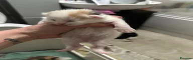 Mixed Breed Kitten 2