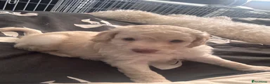 Goldendoodle 1