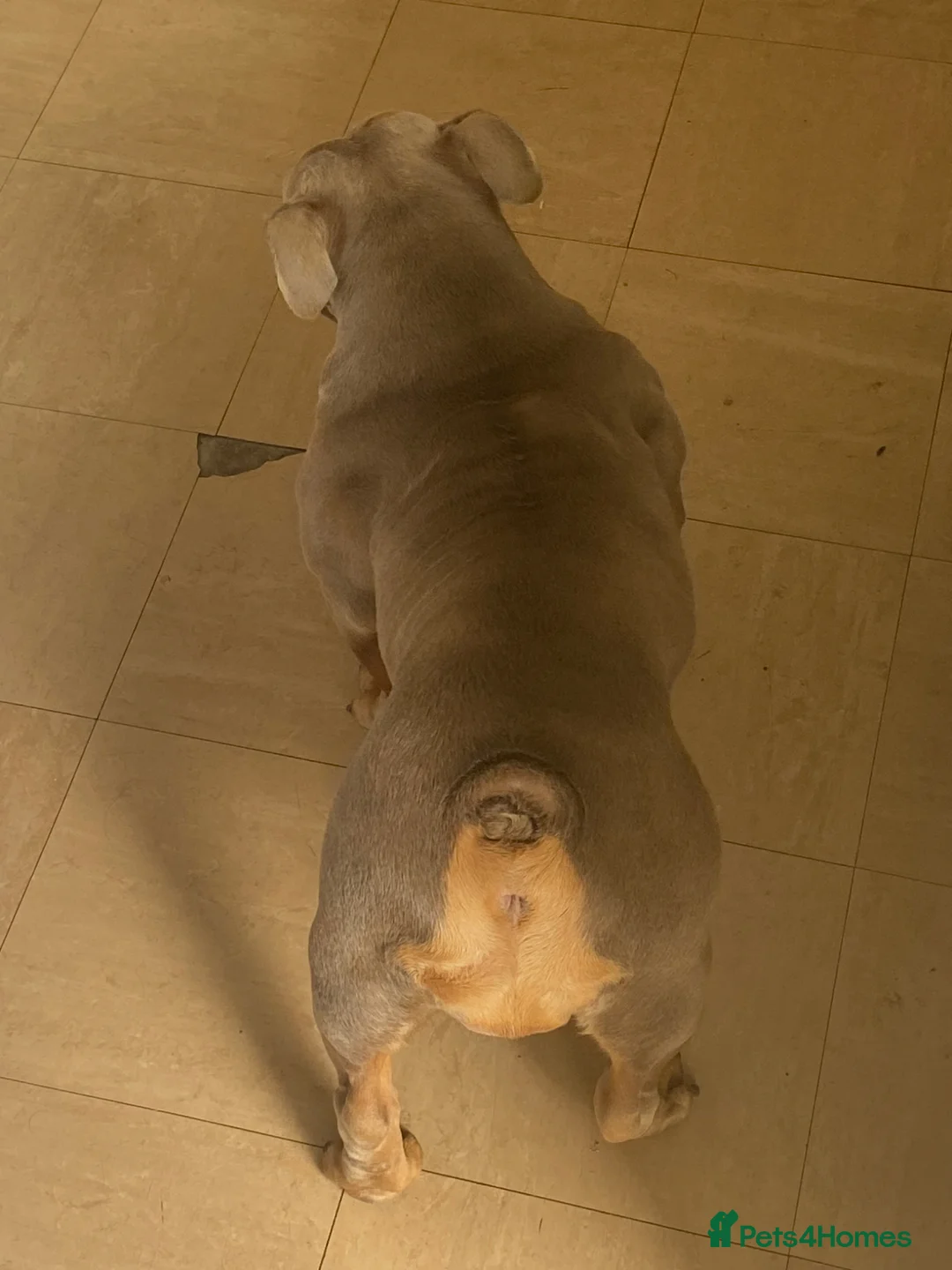 English Bulldog dogs for adoption: Beautiful female lilac and tan English bulldog  - Advert 6