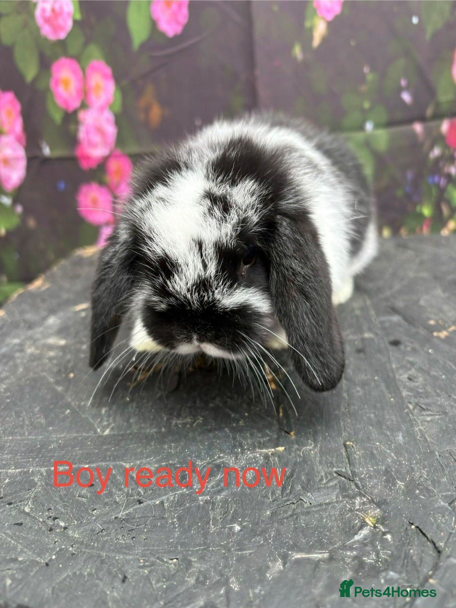 Mini Lop rabbits Adorable friendly mini lop babies  - Advert 4