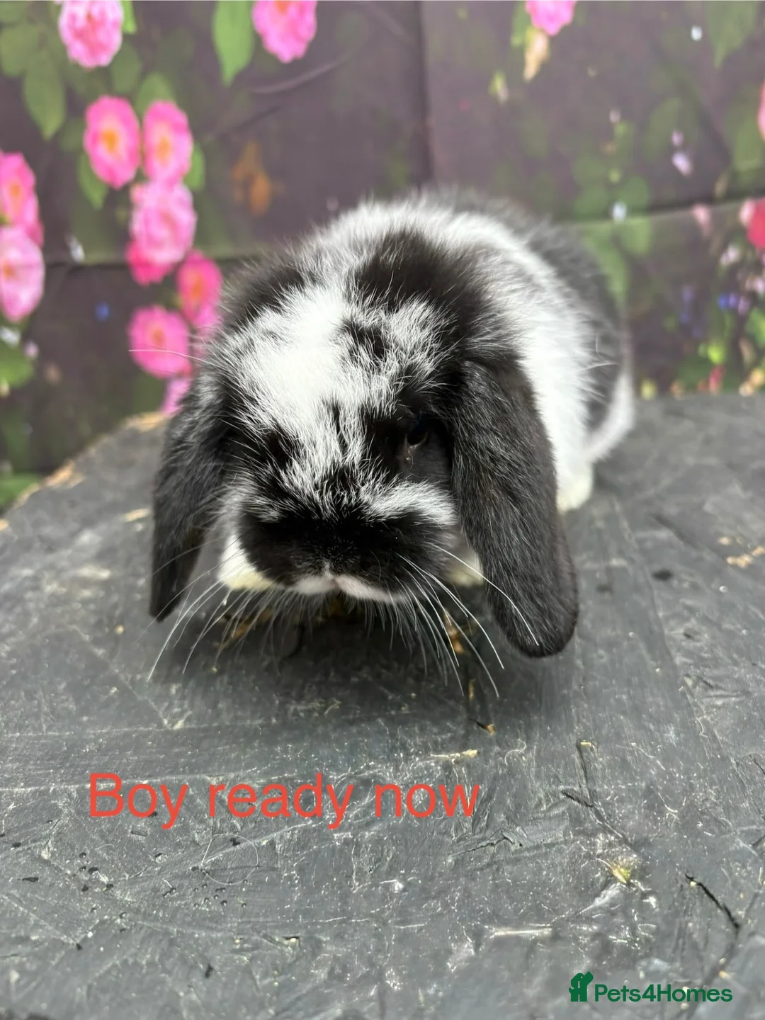 Mini Lop rabbits for sale: Adorable friendly mini lop babies  - Advert 1