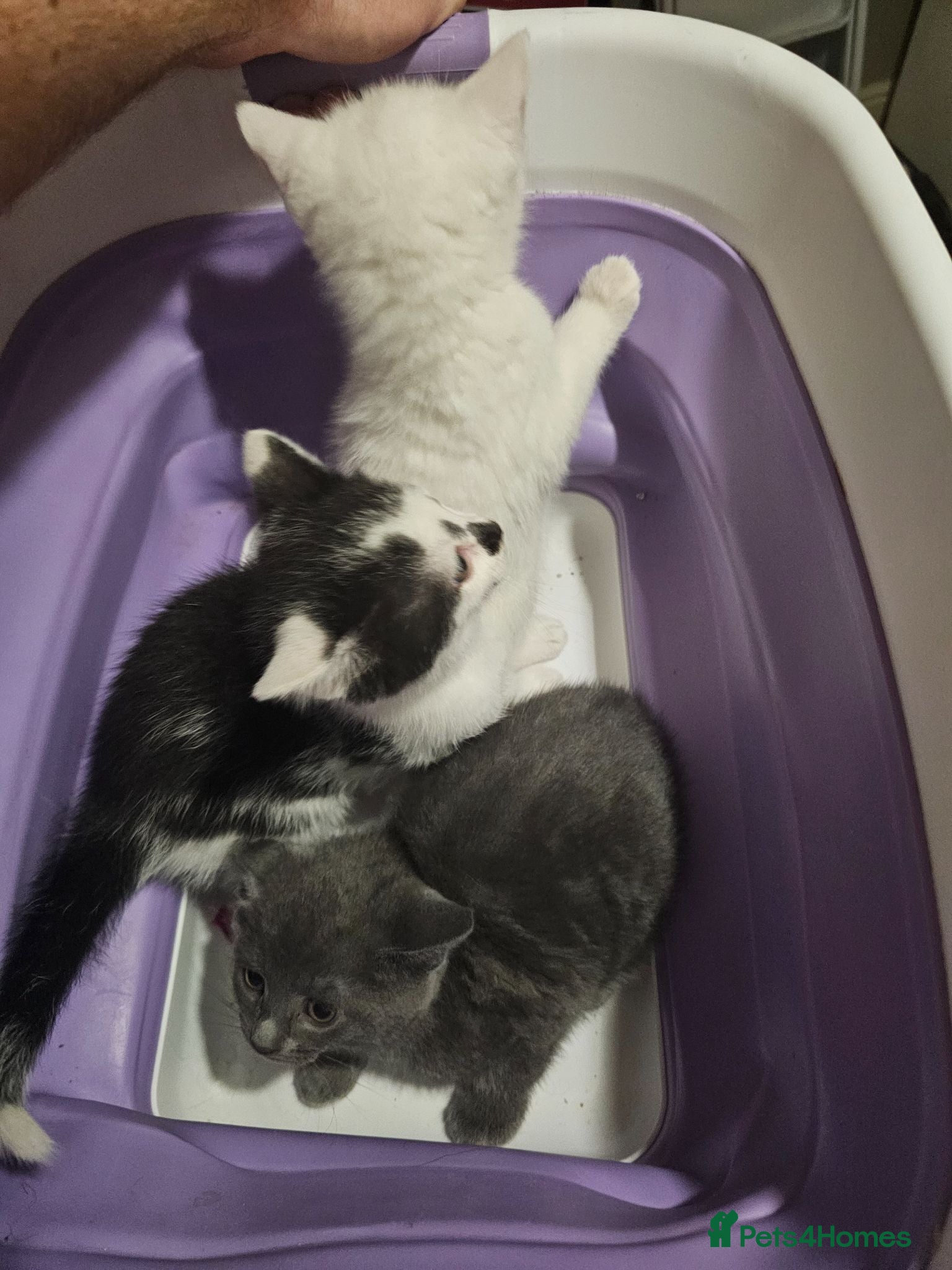 Mixed Breed cats Three beautiful kittens for sale - Advert 1