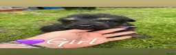 German Shepherd dogs for sale: 10 beautiful German shepherd pups. - Advert 4