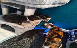 Mixed Breed cats for sale:  3 tortoise shell kittens - Image 2