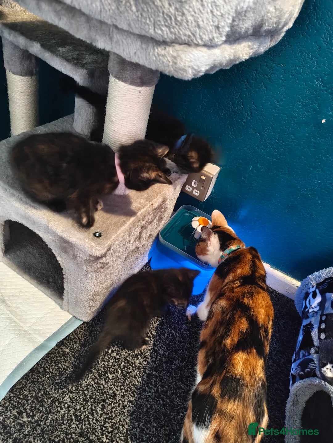 Mixed Breed cats for sale:  3 tortoise shell kittens - Image 2