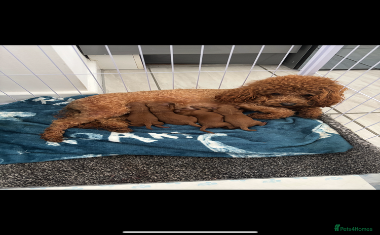 Cockapoo dogs - Advert 3