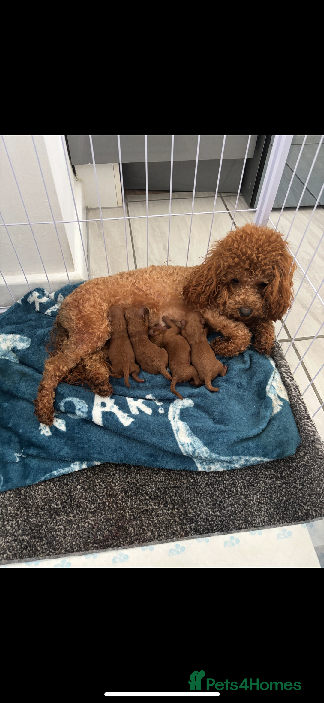 Cockapoo dogs for sale: TINY TOY DEEP RED COCKAPOO PUPPIES  - Image 1