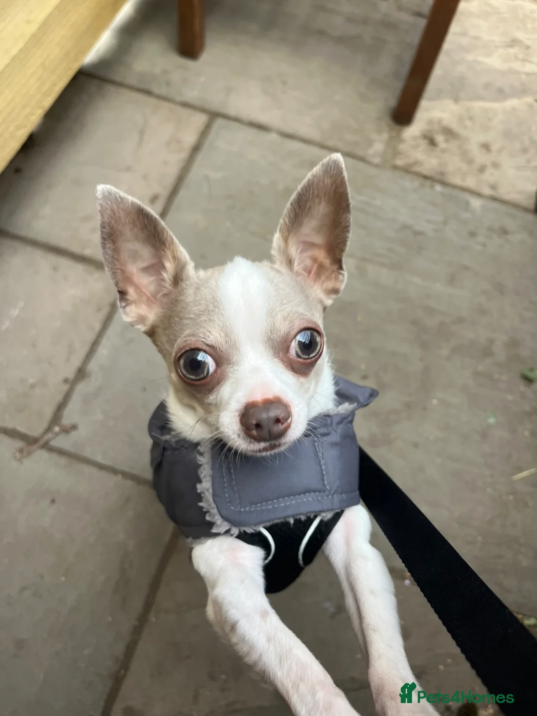 Chihuahua dogs for stud: 🐾 CHIHUAHUA 🐾 for stud, 3 years old  - Advert 2
