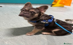 French Bulldog dogs for sale: Fluffy French bulldog  - Image 4