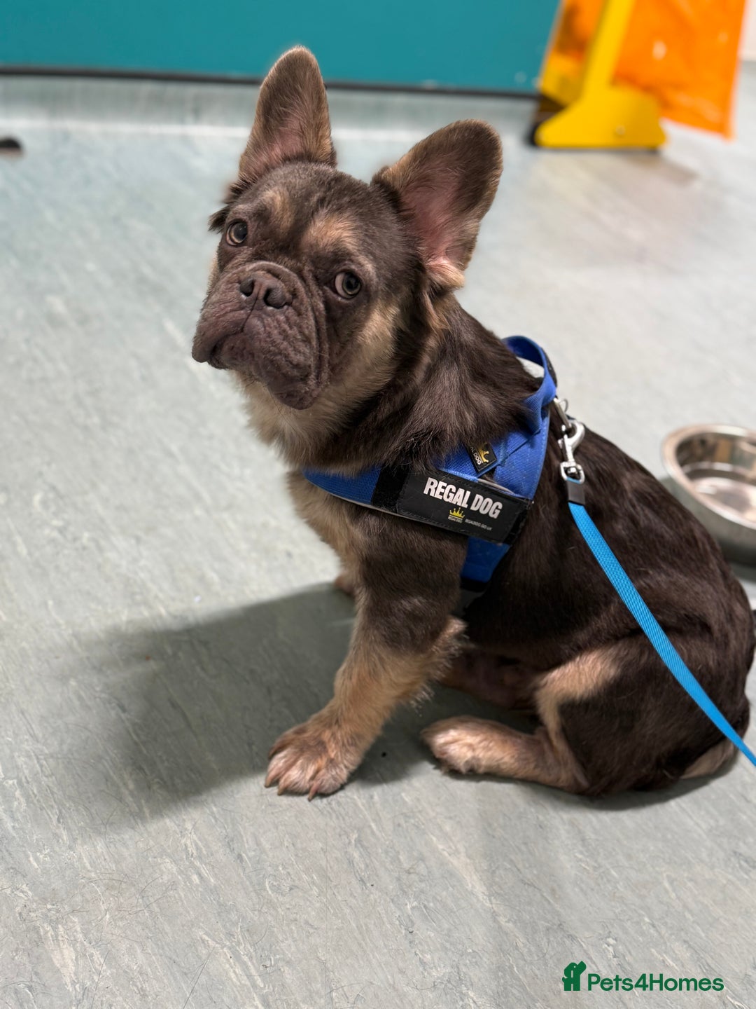 French Bulldog dogs for sale: Fluffy French bulldog  - Image 4