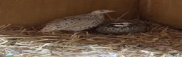 Quail poultry for sale: Snowflake Bobwhite Hatching eggs  - Advert 5