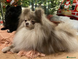 Pomeranian dogs in Camberley - Advert 16