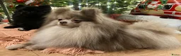 Pomeranian dogs for stud: Well proven gentleman. Surrey! 🧬 LILAC MERLE  in Camberley - Advert 1