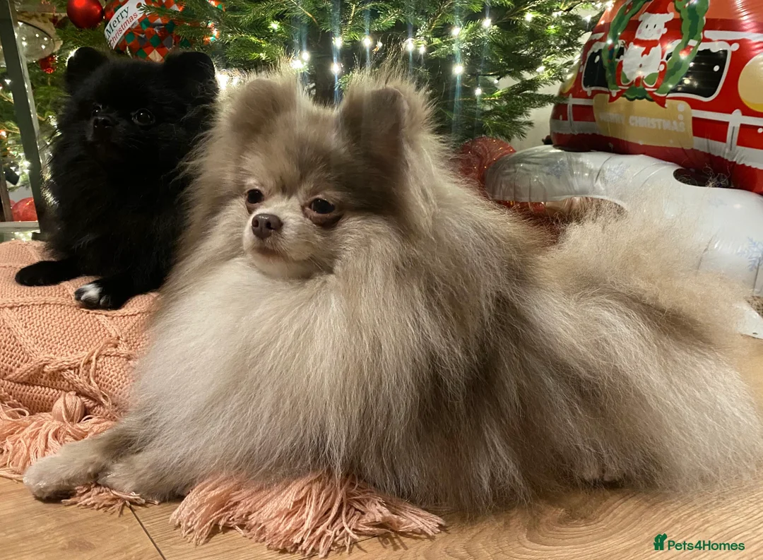 Pomeranian dogs for stud: Well proven gentleman. Surrey! 🧬 LILAC MERLE  in Camberley - Advert 1