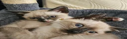 Snowshoe cats for sale: Rare pedigree snowshoe kittens - Advert 20