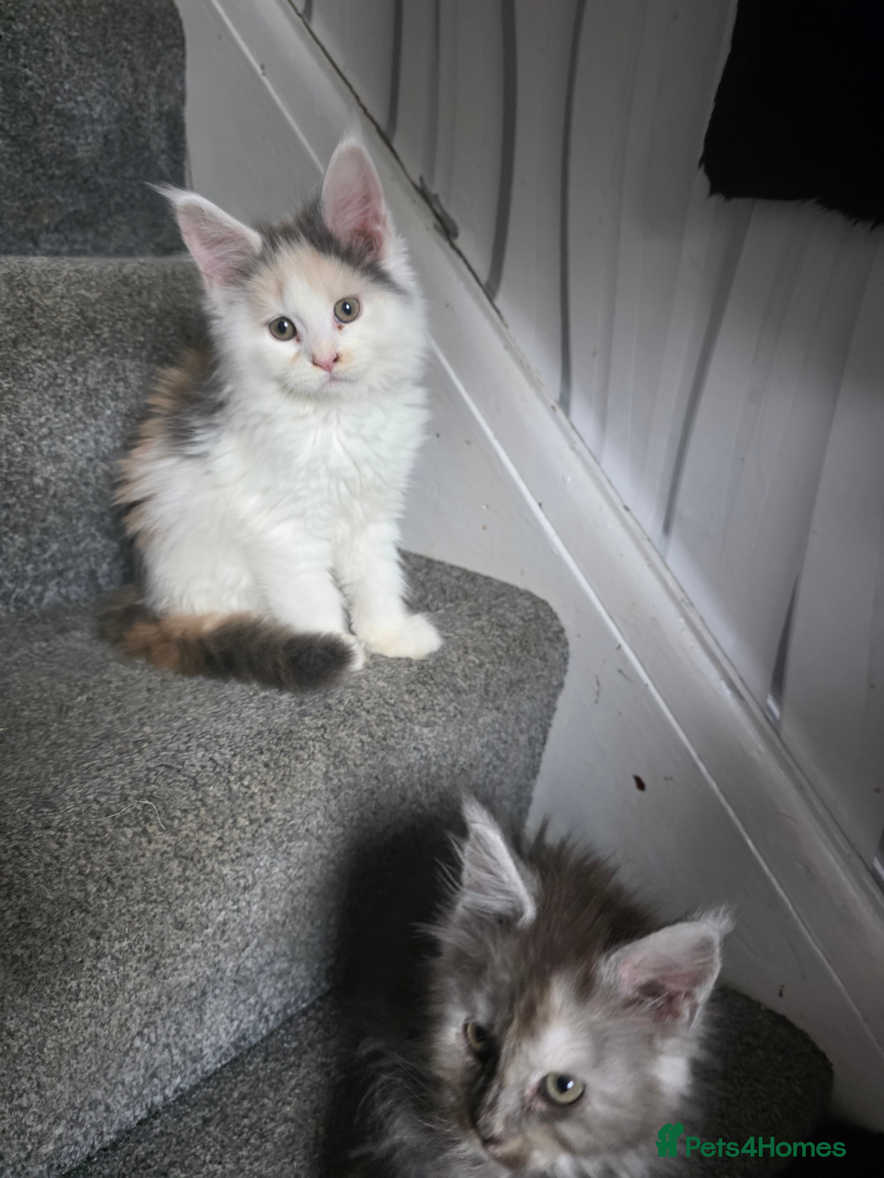 Maine Coon cats STUNNING MAINE COON KITTENS  - Advert 5