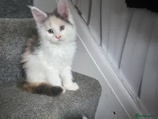 Maine Coon cats STUNNING MAINE COON KITTENS - Advert 5