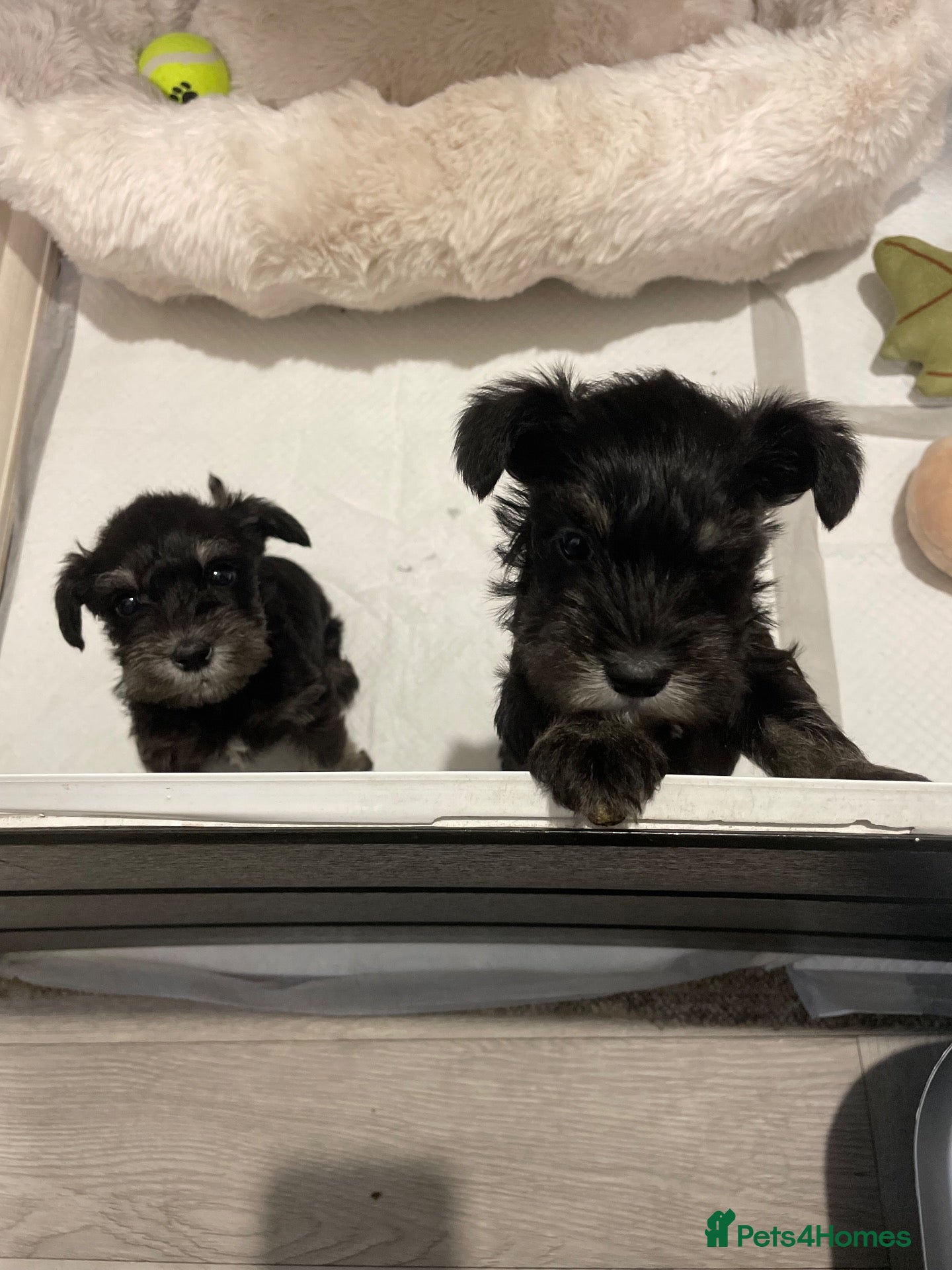 Miniature Schnauzer dogs Miniature schnauzer  - Advert 2
