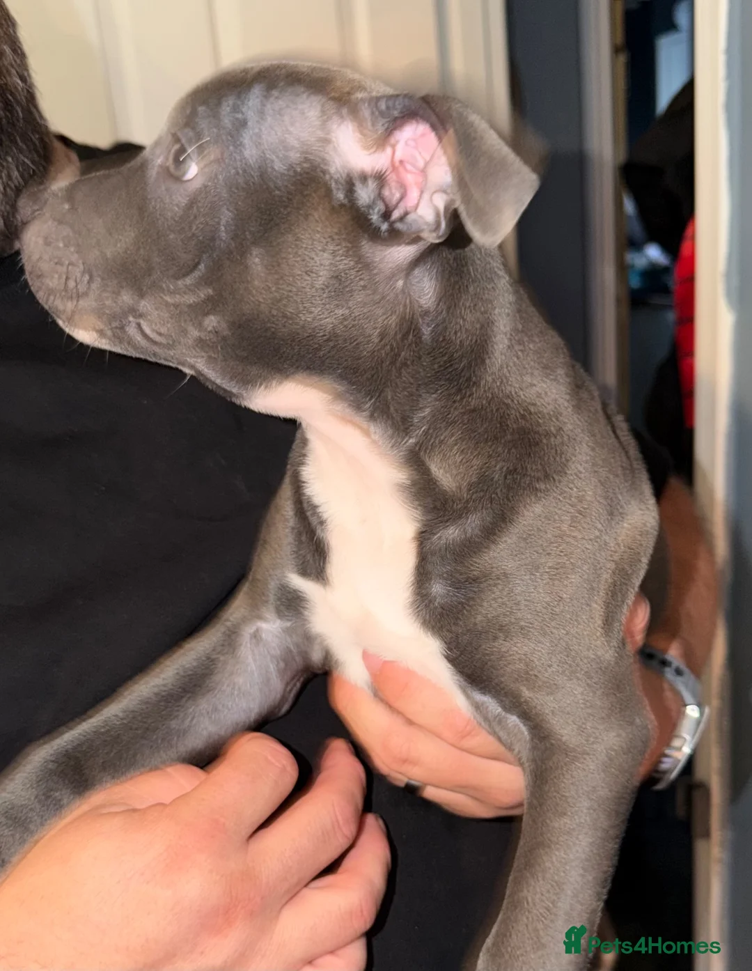 Staffordshire Bull Terrier dogs for sale: blue staffy - Advert 2