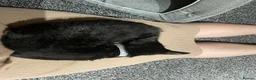 Mixed Breed cats for sale: Young adult female tuxedo Cat for rehoming  - Advert 5
