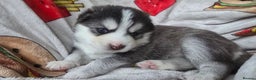 Pomsky dogs for sale: Pomsky Puppies for Sale - Advert 29