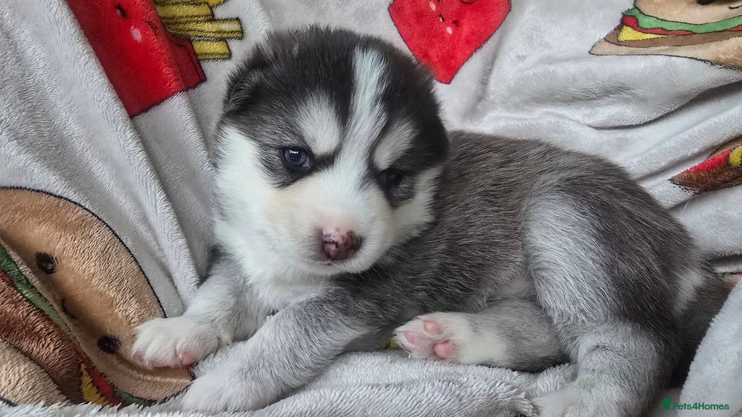 Pomsky dogs for sale: Pomsky Puppies for Sale - Advert 29