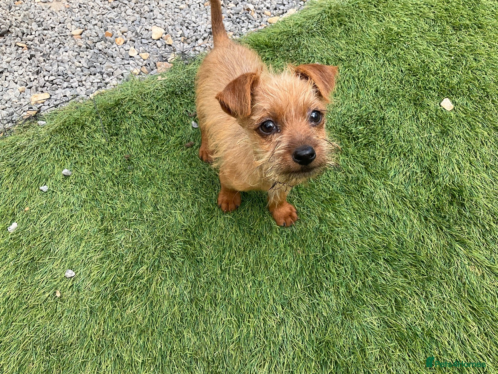 Mixed Breed dogs Jack Russell cross Yorkie cross Chihuahua  - Advert 17