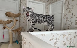 Bengal cats for sale: ⭐️Silver (black) Spotted Bengal TICA registered ⭐️ - Image 39
