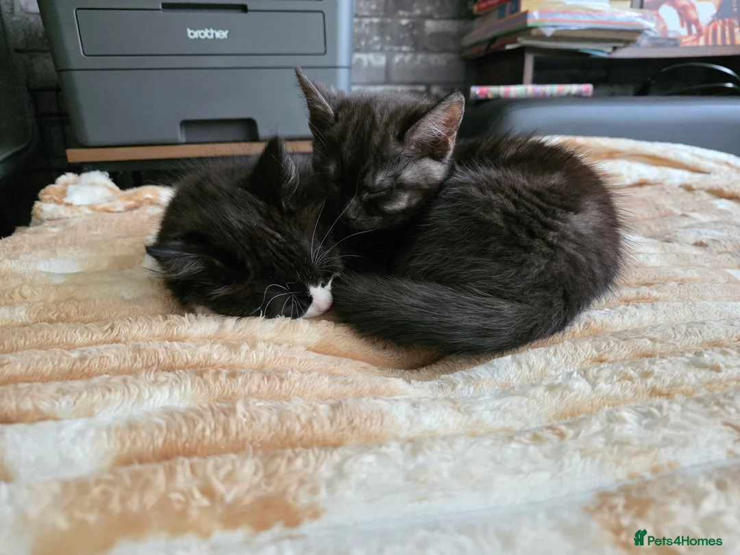 Mixed Breed cats for sale: Bonded sisters looking for forever home - Advert 3