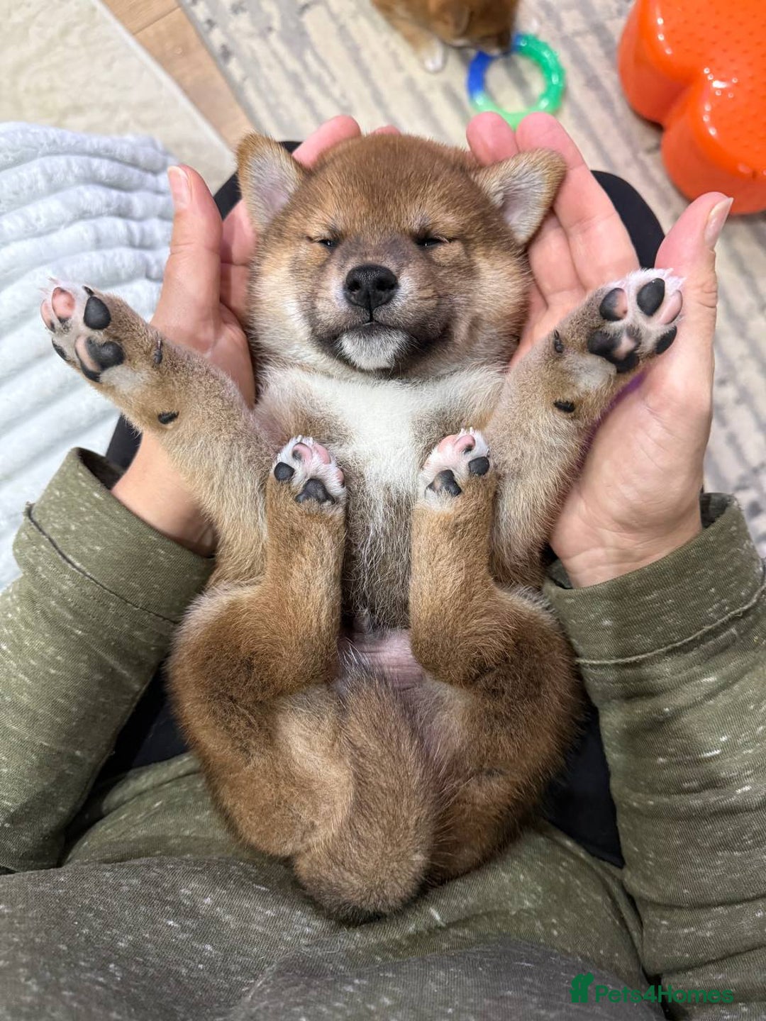 Japanese Shiba Inu Puppies for sale Pets4Homes