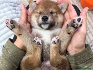 Japanese Shiba Inu dogs - Advert 4