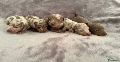 Miniature Dachshund dogs *ADORABLE ISABELLA DAPPLE PUPPIES* - Advert 7