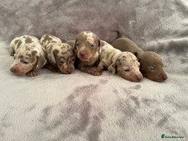 Miniature Dachshund dogs *ADORABLE ISABELLA DAPPLE PUPPIES* - Advert 7
