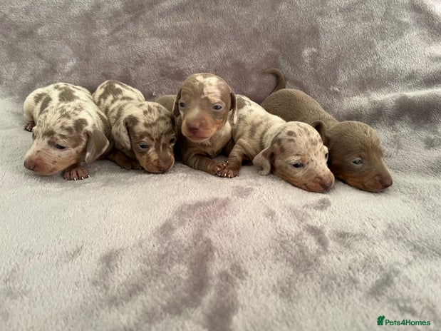Miniature Dachshund dogs ADORABLE MINIATURE DACHSHUND PUPPIES - Advert 12