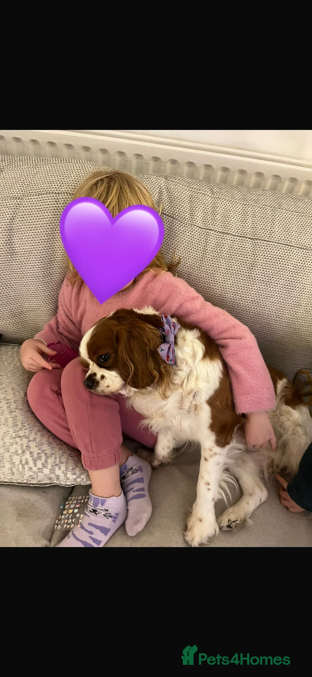 Cavalier King Charles Spaniel dogs for sale: Singleton Blenheim Cavalier Boy – Family Raised - Advert 27