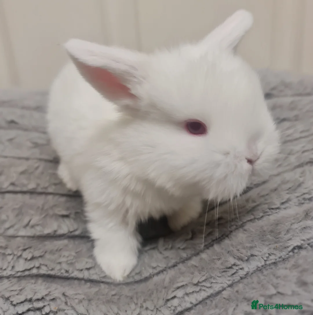Mini Lion Lop rabbits for sale: Very sweet pure bread mini lop baby's  - Advert 2