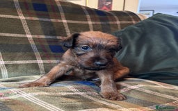 Irish Terrier dogs for sale: Male Irish Terrier Puppies - Image 4