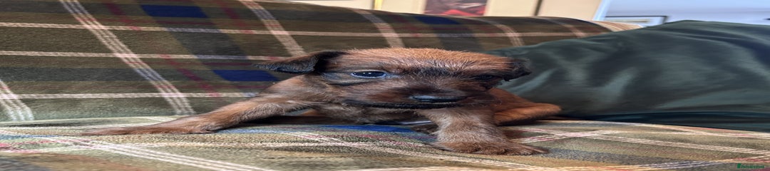 Irish Terrier Puppy 1 