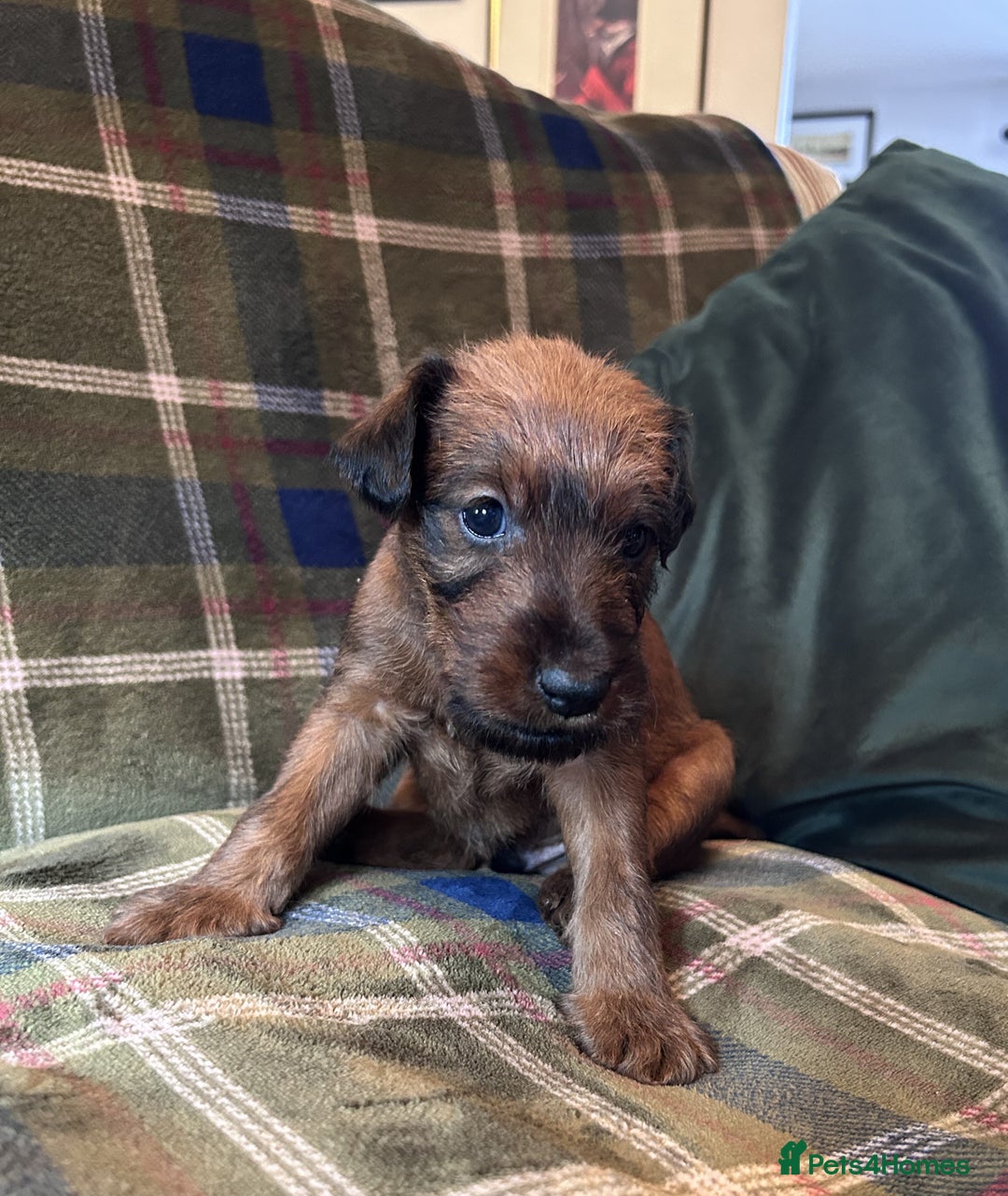 Irish Terrier dogs for sale: Male Irish Terrier Puppies - Image 4