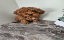 Toy Poodle dogs for sale: Beautiful Red Toy Poodle Puppies - Image 5