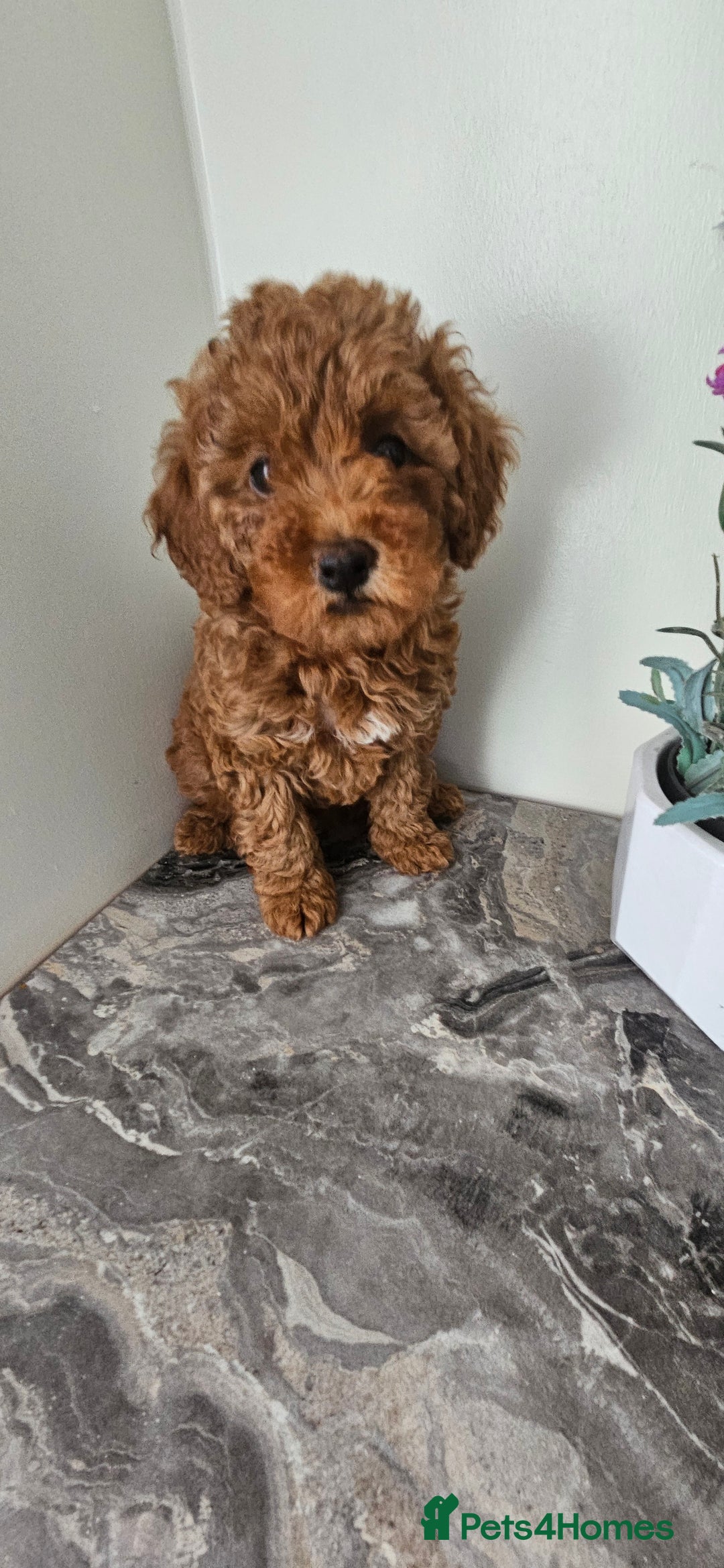 Toy Poodle dogs for sale: Beautiful Red Toy Poodle Puppies - Image 5