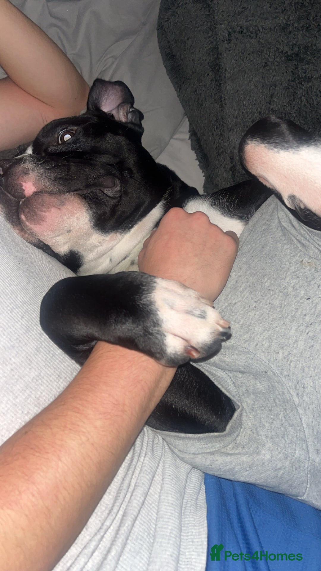 Mixed Breed dogs for sale: Loving little boy, 10 months old - Advert 6