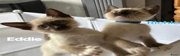 Ragamese cats for sale:    Gorgeous Ragamese Boys - Advert 4