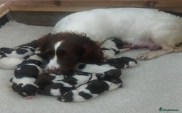 English Springer Spaniel dogs for sale: Springer spaniel  - Image 5